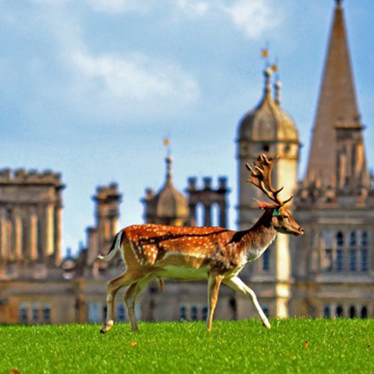 Ultimate Things to do in Stamford