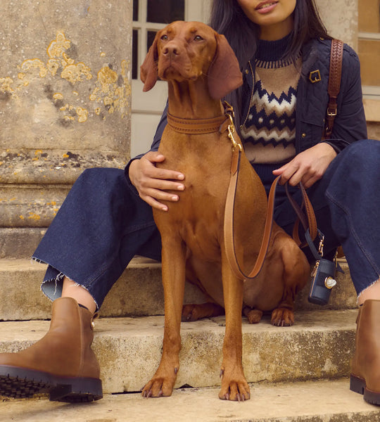 Dog Accessories